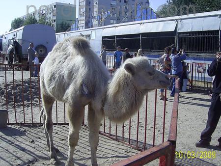 Зоопарк в Астрахани